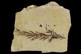 Metasequoia (Metasequoia) Fossil - Montana #110867-1